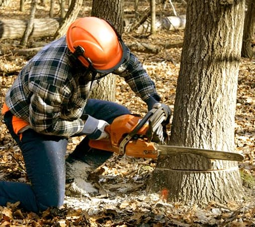 Tree Removal in Bern, KS